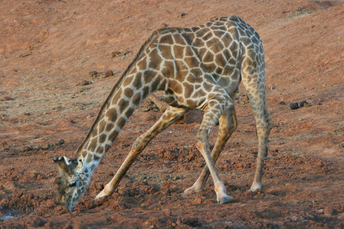 Cosa bisogna fare per sopravvivere!