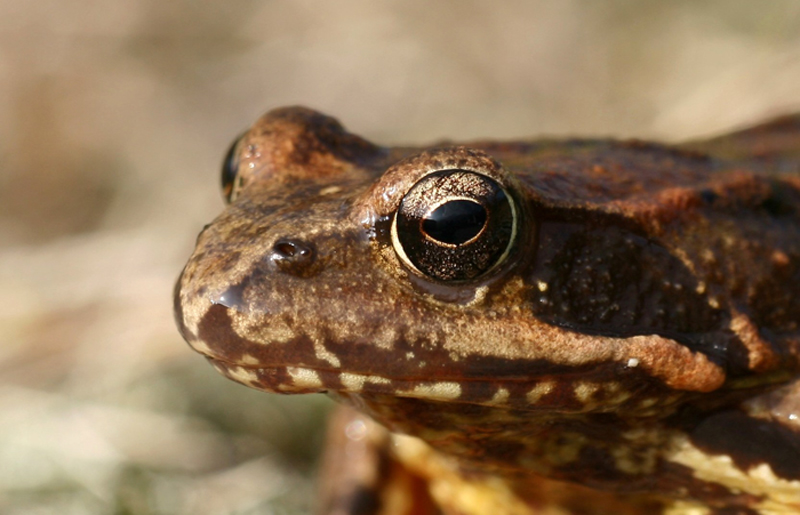 Occhio..... vi guardo....