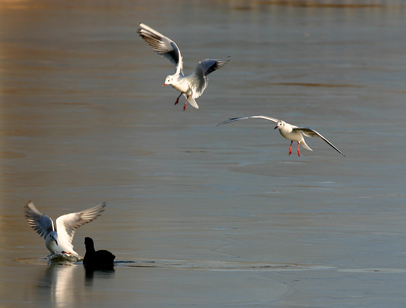 foto 27 colazione sul ghiaccio