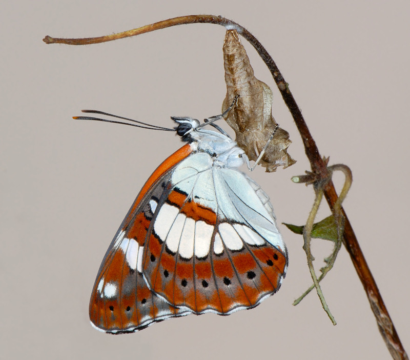 Limenitis reducta appena sfarfallata
