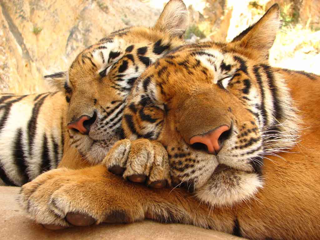 Tempio delle Tigli Thailandia