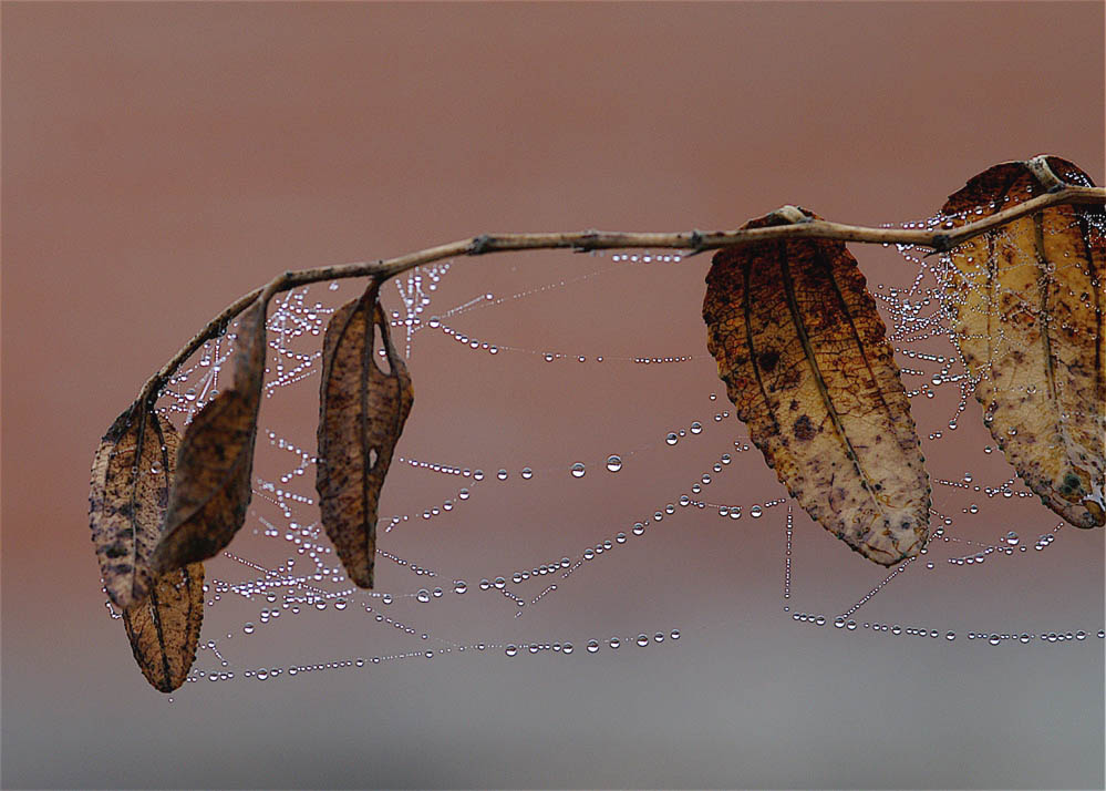 gioielli della natura: filigrane