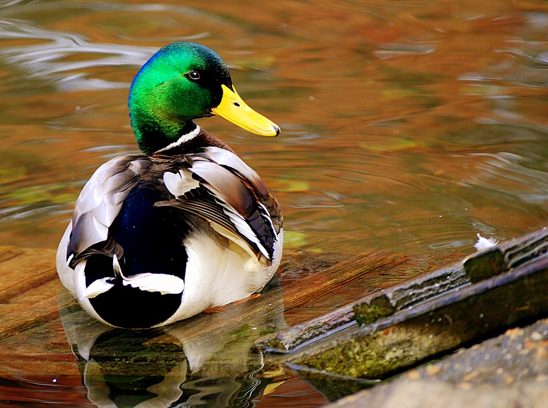 I pray,one foto,thanks.