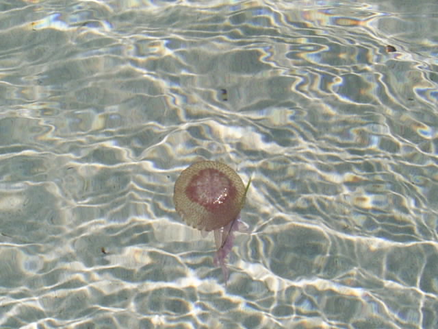 Medusa in acqua