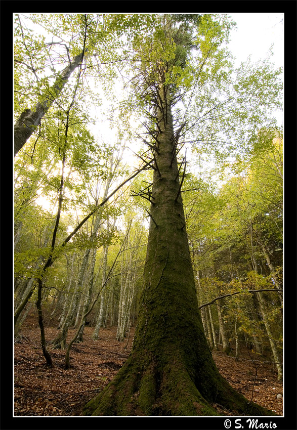 Uno sguardo verso l'alto
