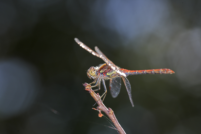 tra il bosco e il cielo