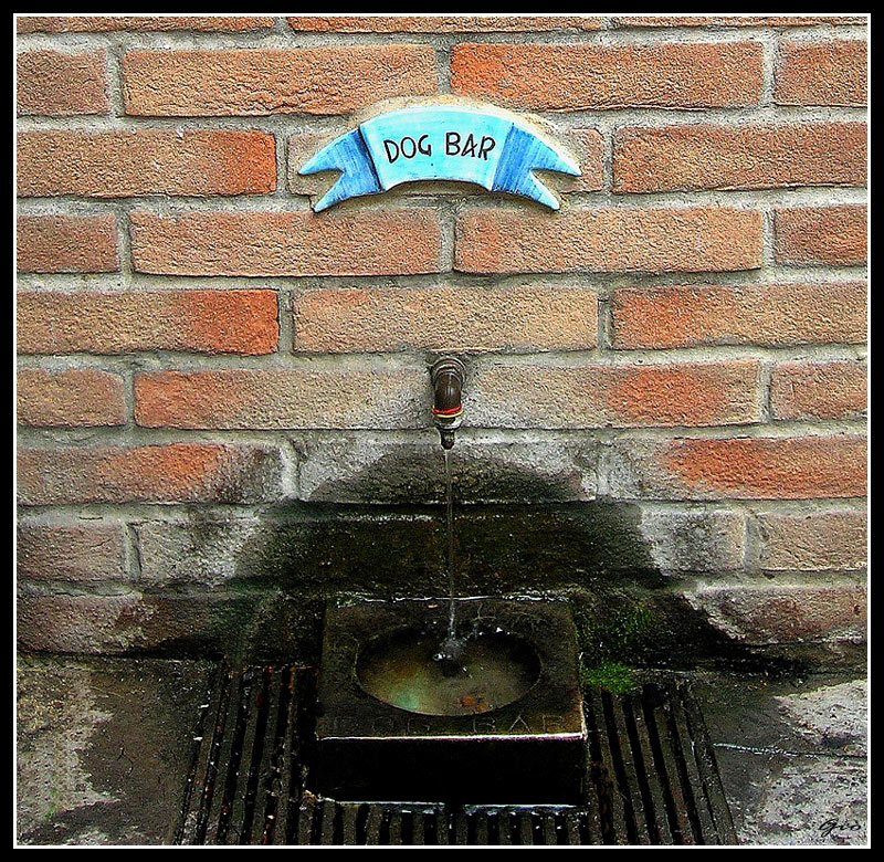 Per il miglior amico dell'uomo