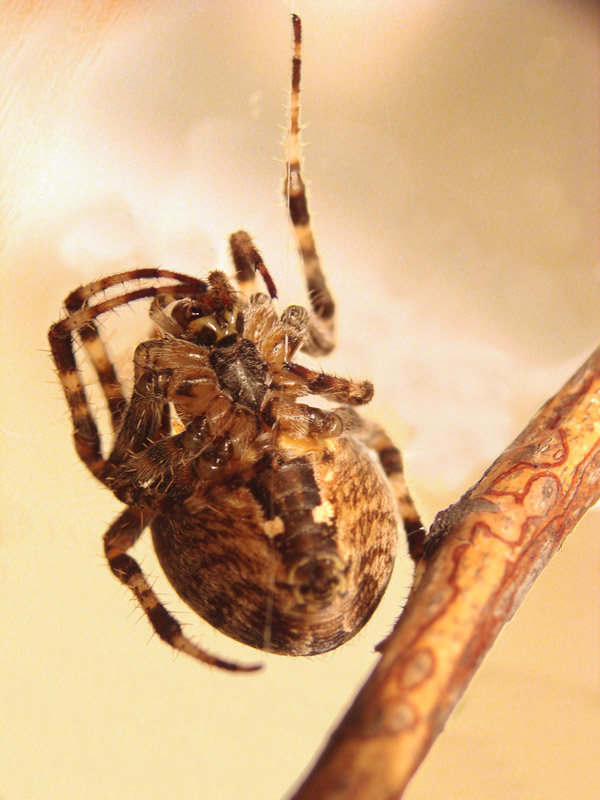 Araneus diadematus