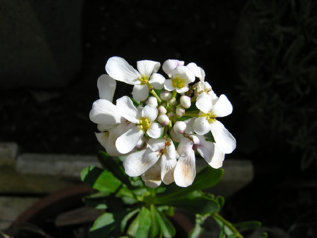 2�Foto:Fiore