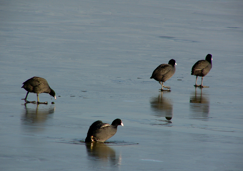 ultima foto del fumetto colazione sul ghiaccio
