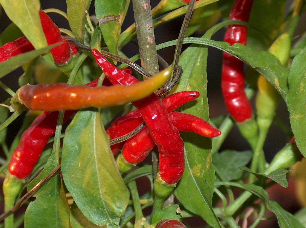 red hot chili peppers