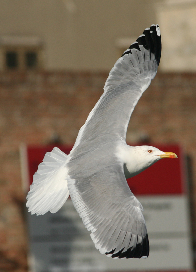Ancora un Gabbiano a Chioggia