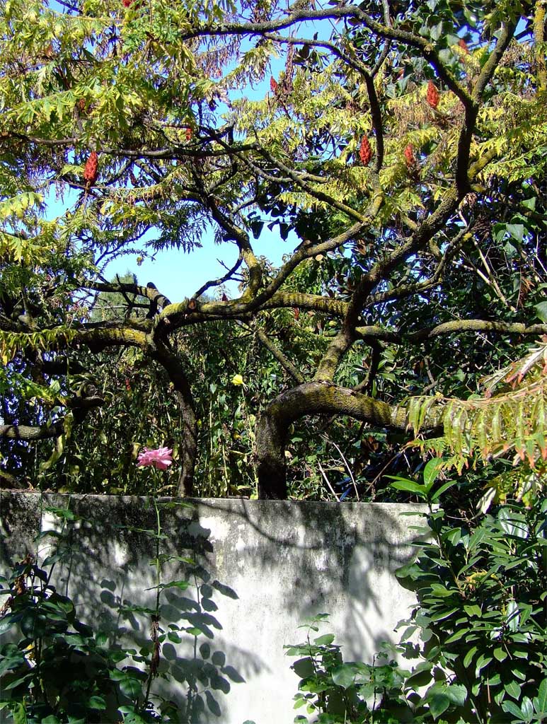 Il giardino segreto...