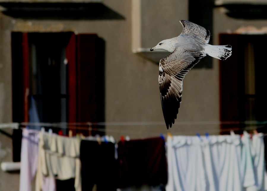 Gabbiano su un canale a Chioggia