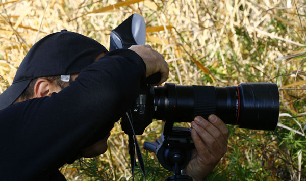 calabrone Dazzy.. con la muta invernale