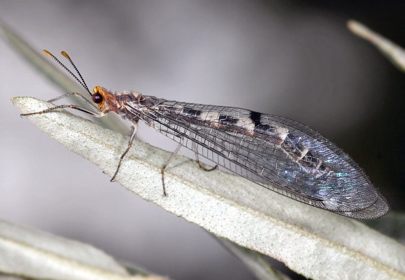 Formicaleone Megistopus flavicornis