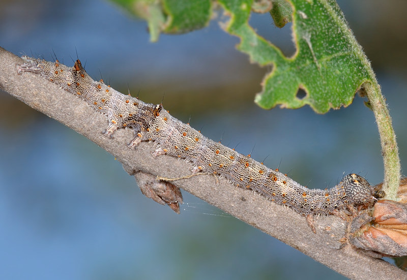 Bruco di Catocala nymphagoga