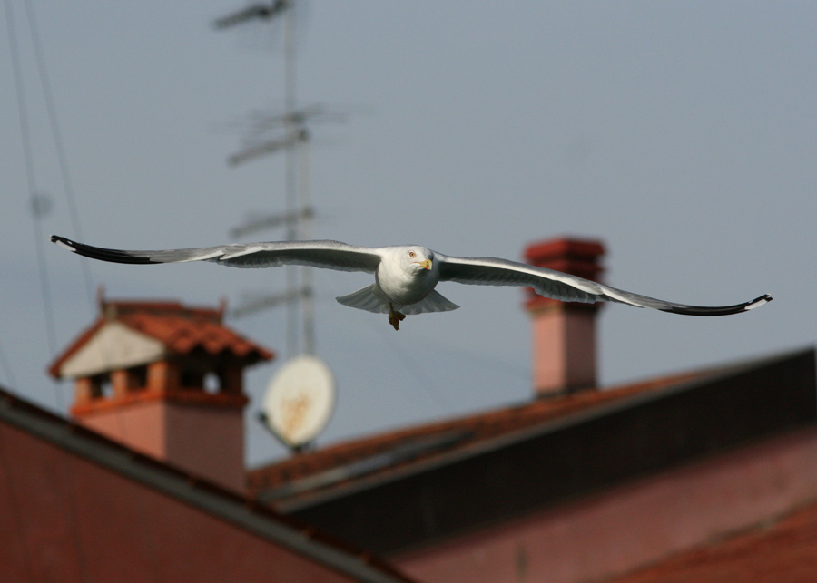 Gabbiano tra i tetti a Chioggia