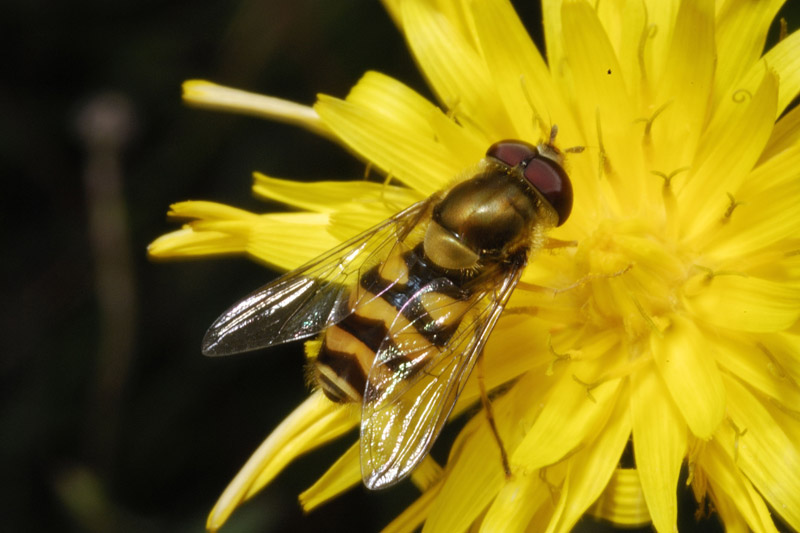 Episyrphus_balteatus