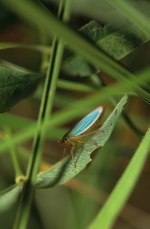 ma dove ti nascondi???