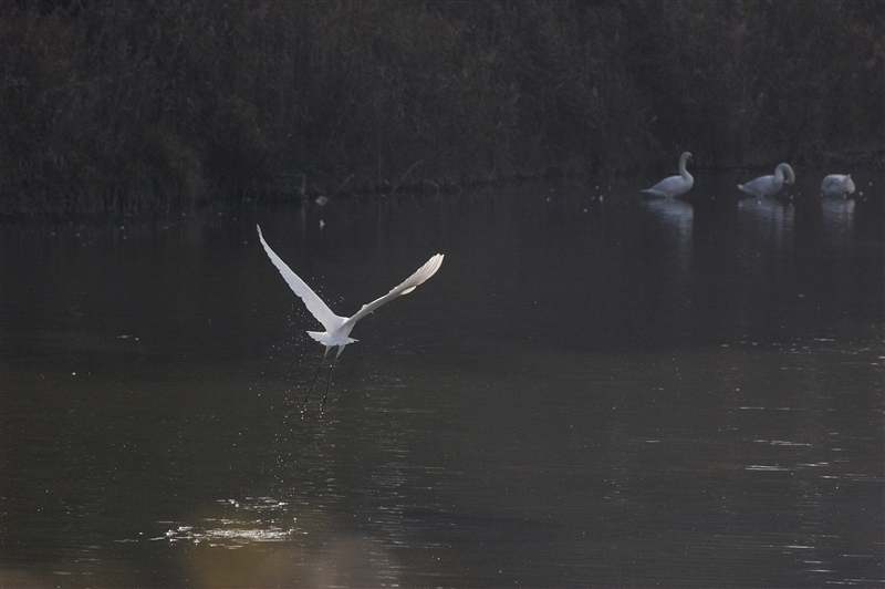 Airone Bianco Maggiore