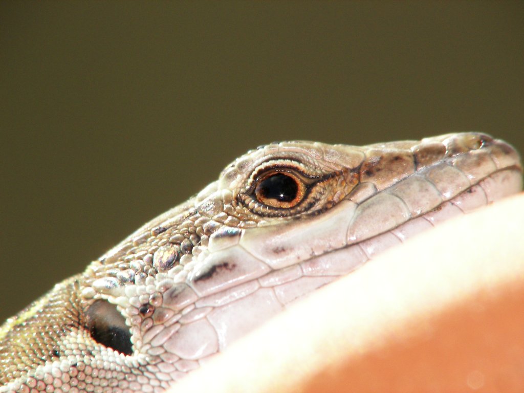 lucertola al sole