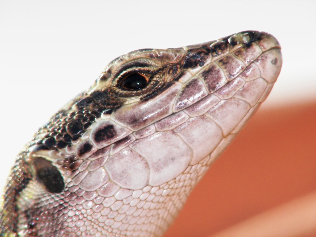 lucertola al sole...