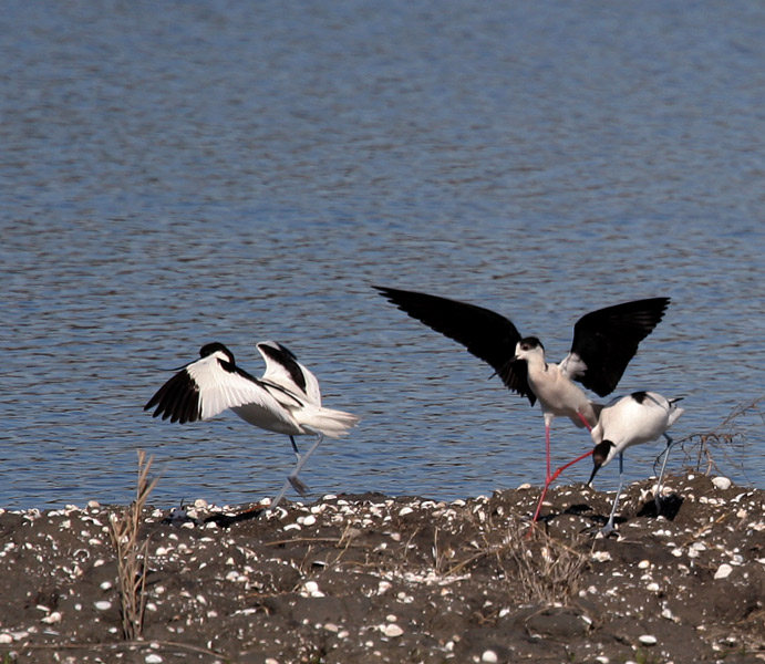 lotta per una covata