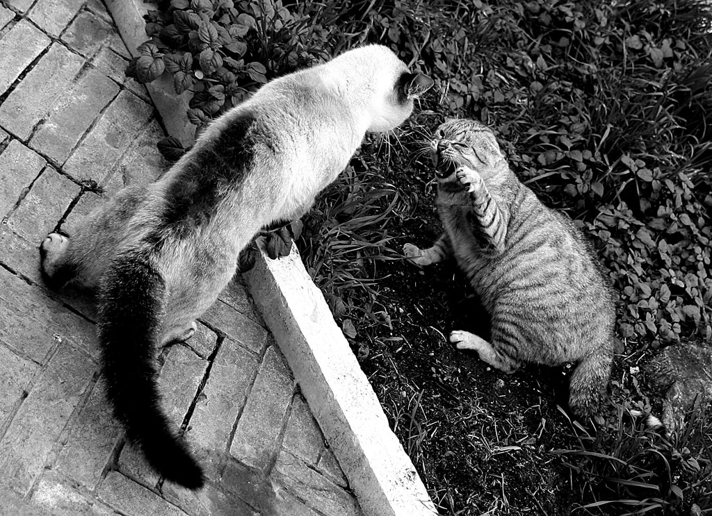 Lotta per il territorio