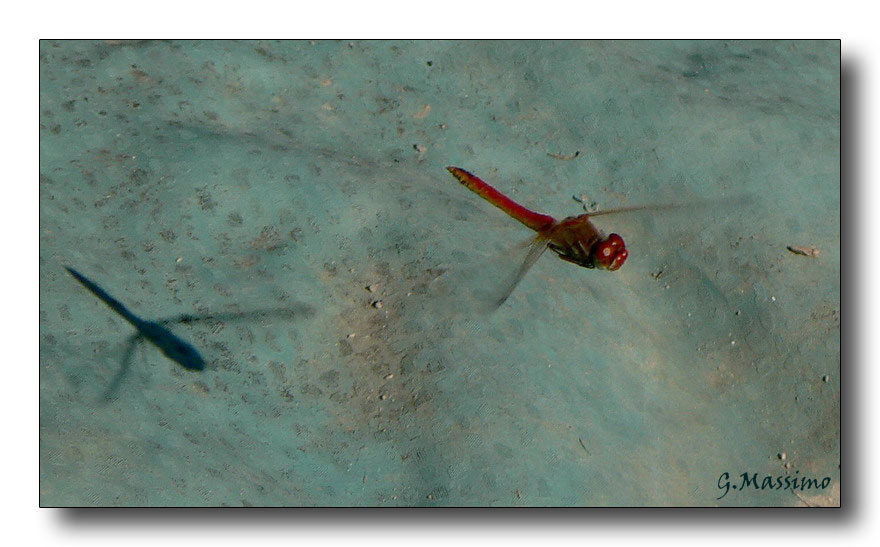 in volo in compagnia dell'ombra
