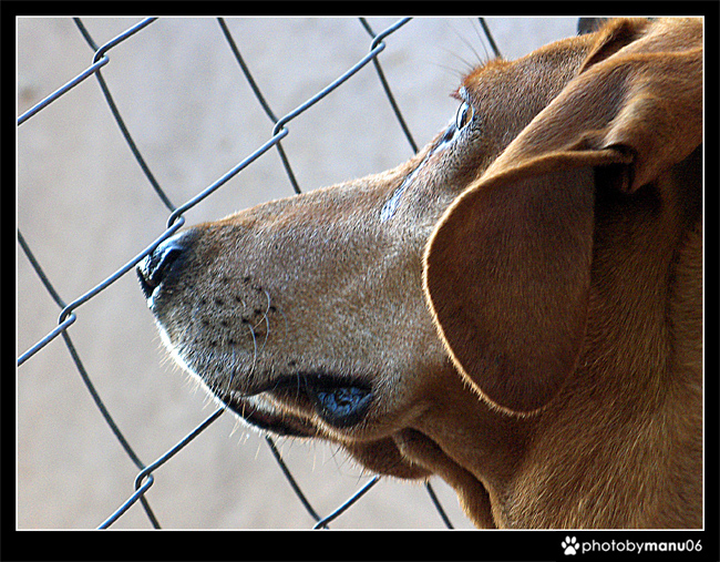 Sognando la libert�...