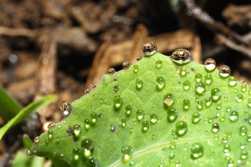 rugiada mattutina......