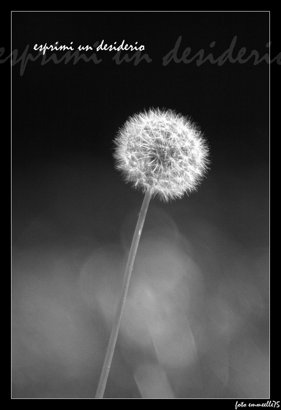 esprimi un desiderio