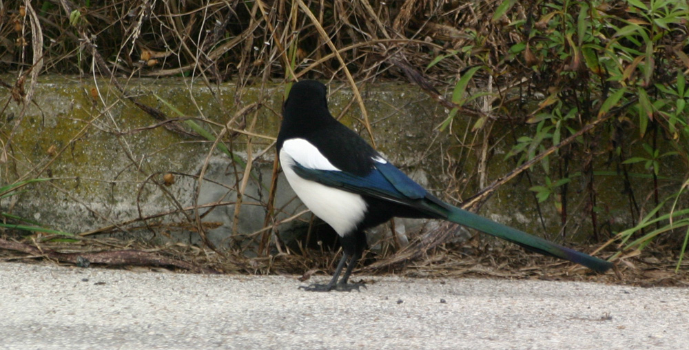 Non sei degno di Me!