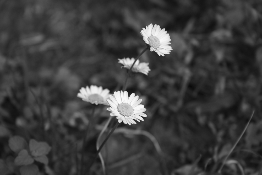 marcgherita bianconero