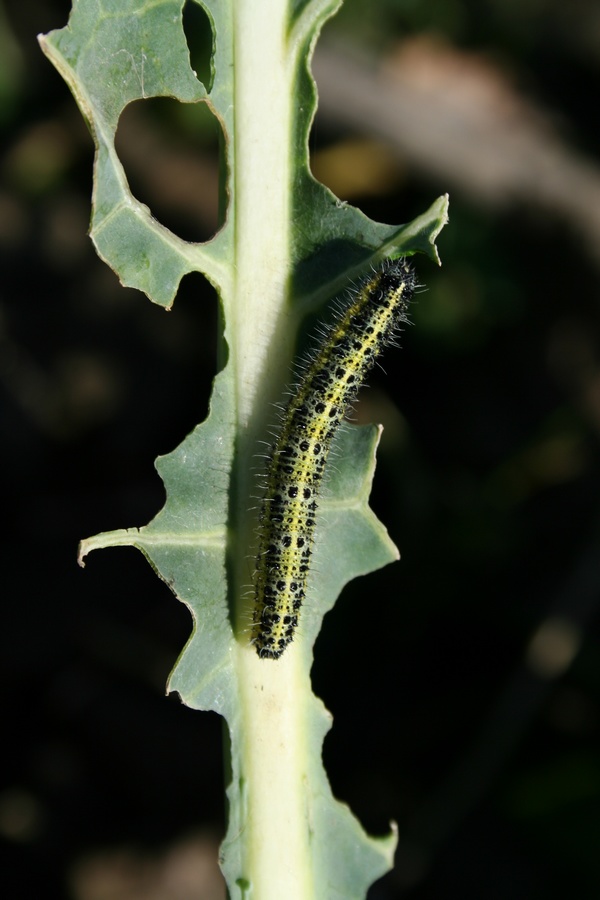 Bruco... col cavolo!