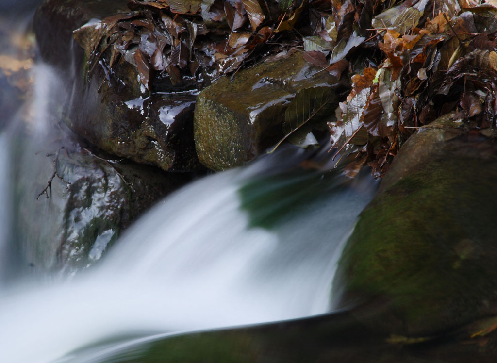 foglie morte a bagno