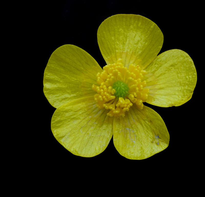 Esperimenti in giallo nero