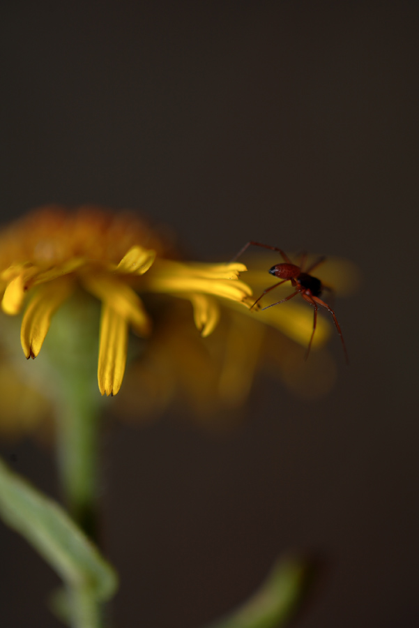 margherita adesso � mia...