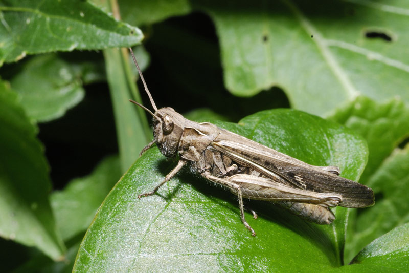 Myrmeleotettix_maculatus