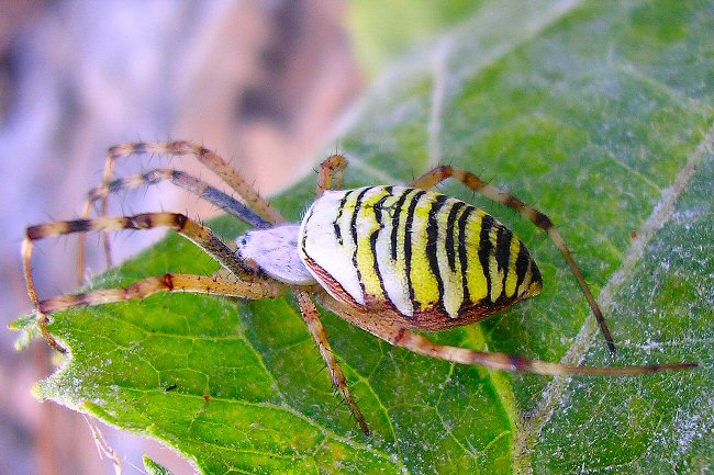 argiope