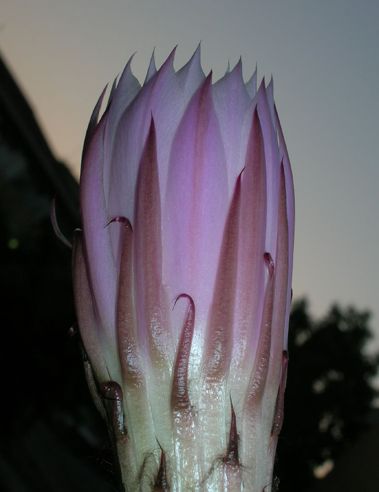 Visto da lontano eri pi� bello