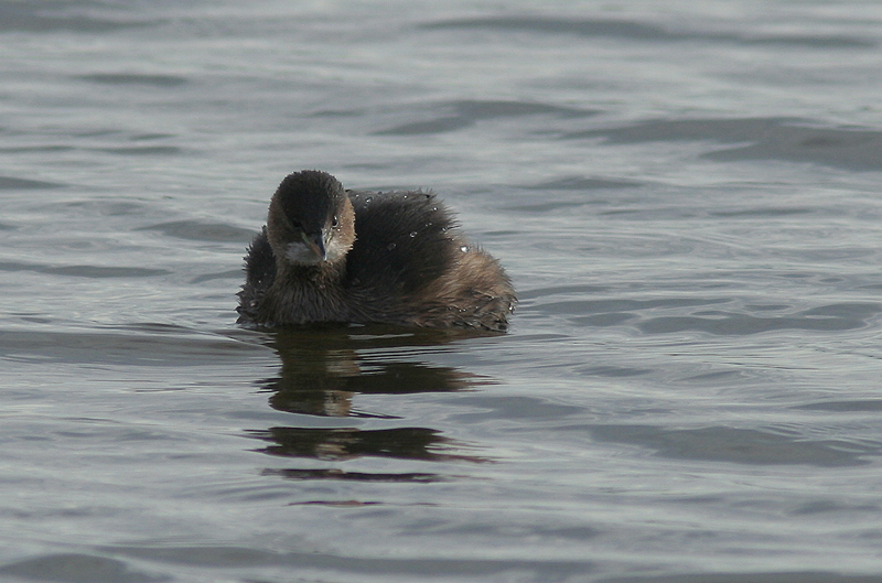 tufetto per fabrizio