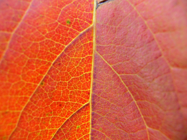 Foglia (e texture) d'autunno