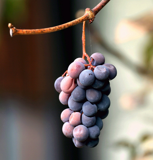 A Bacco.... l'ultimo della stagione