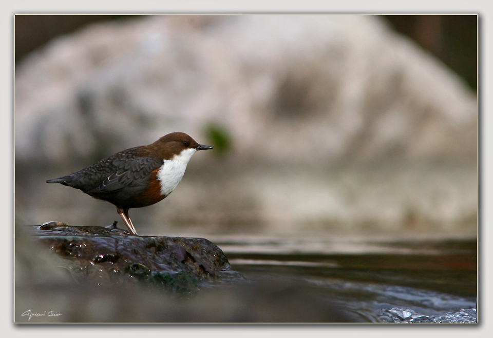 Merlo aquaiolo novembrino