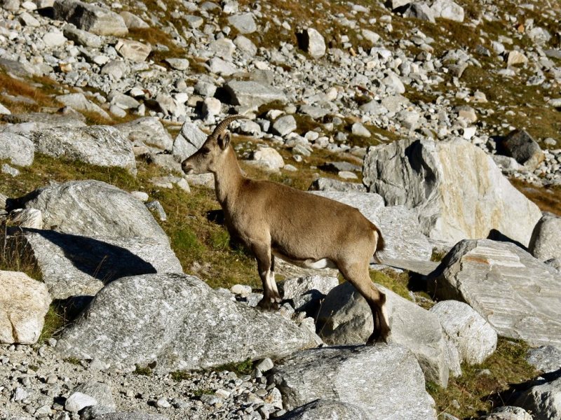 camoscio granparadiso