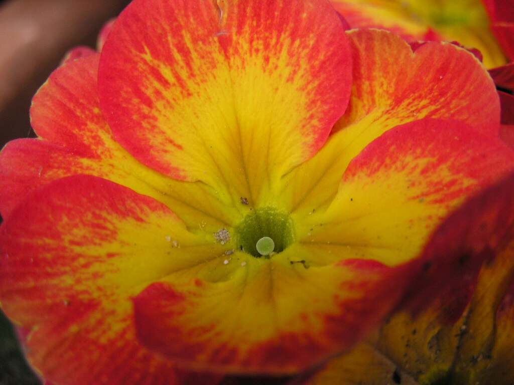 Fiore di Mamma