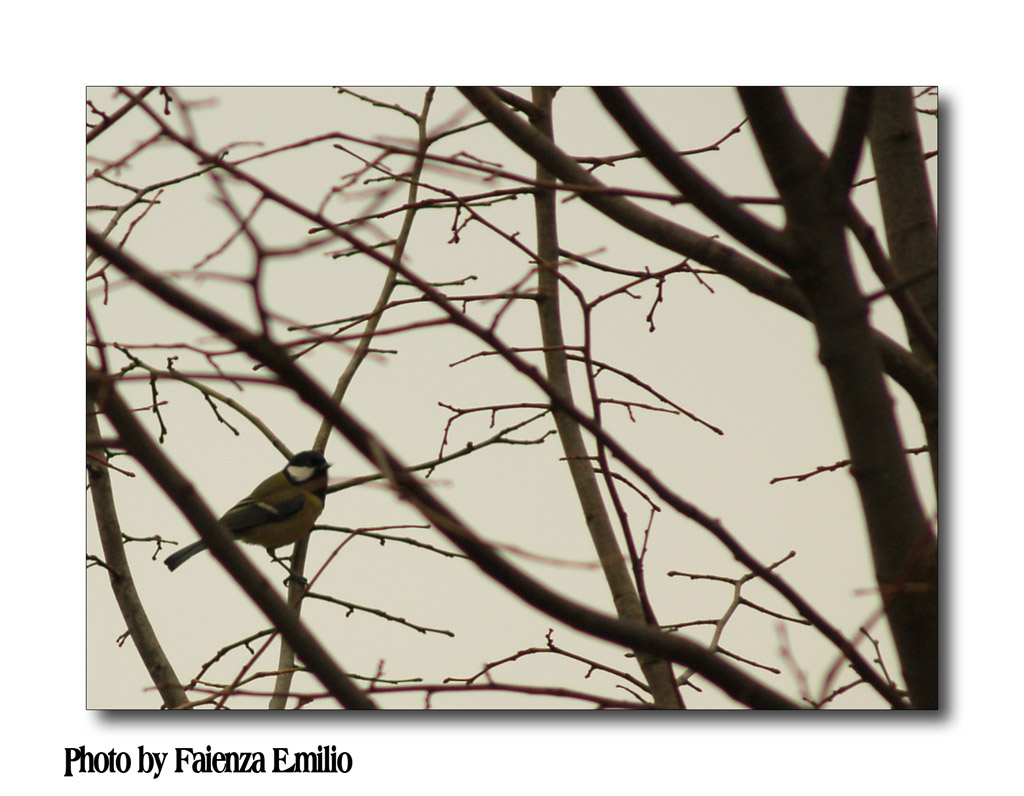 l'amico del tramonto