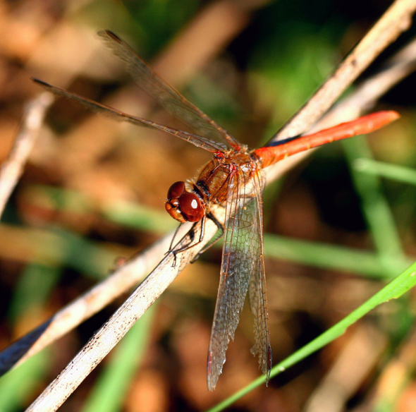 Libellula